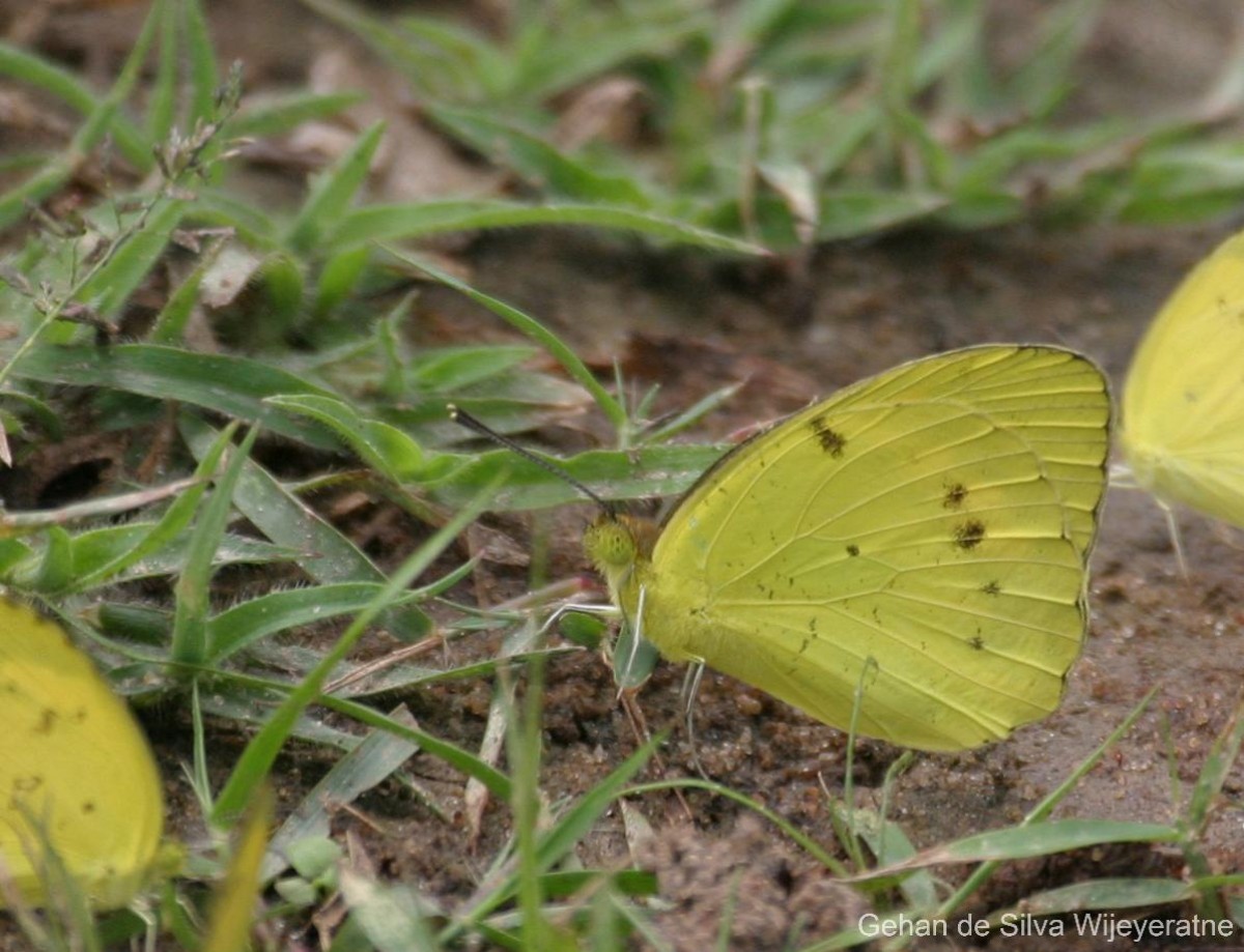 Ixias pyrene Linnaeus, 1764